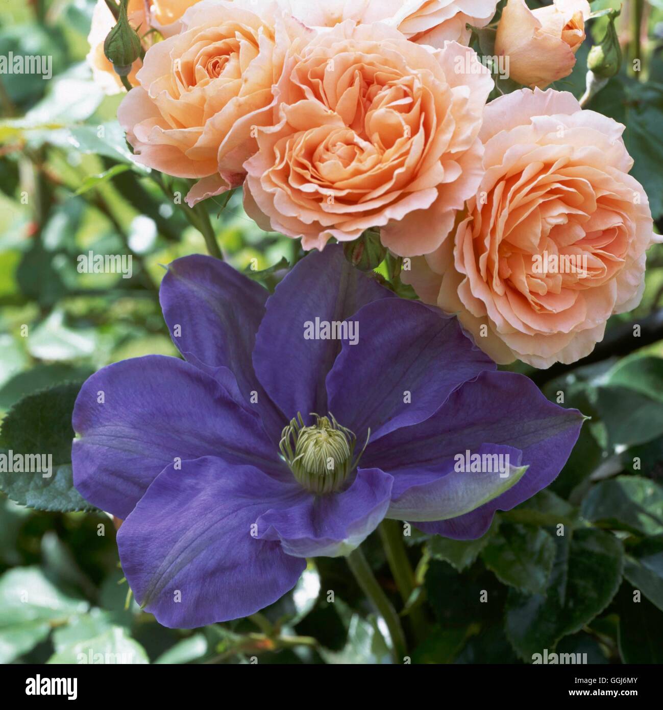 Clematis and climbing rose Fotos und Bildmaterial in hoher Auflösung
