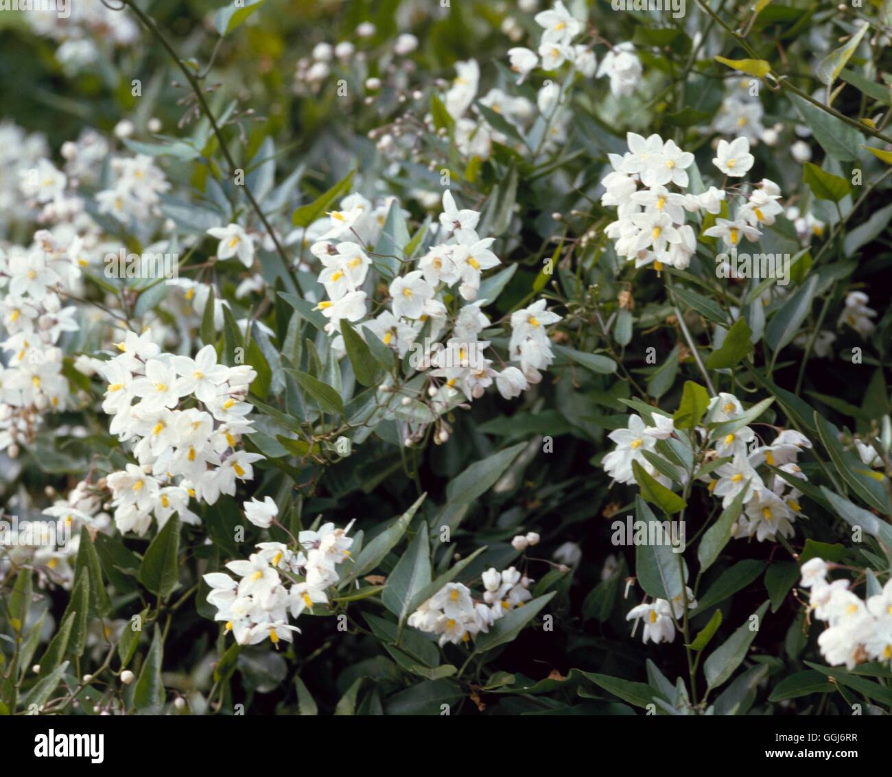 Solanum Laxum - (Syn S. Jasminoides) CLS019193 Stockfoto