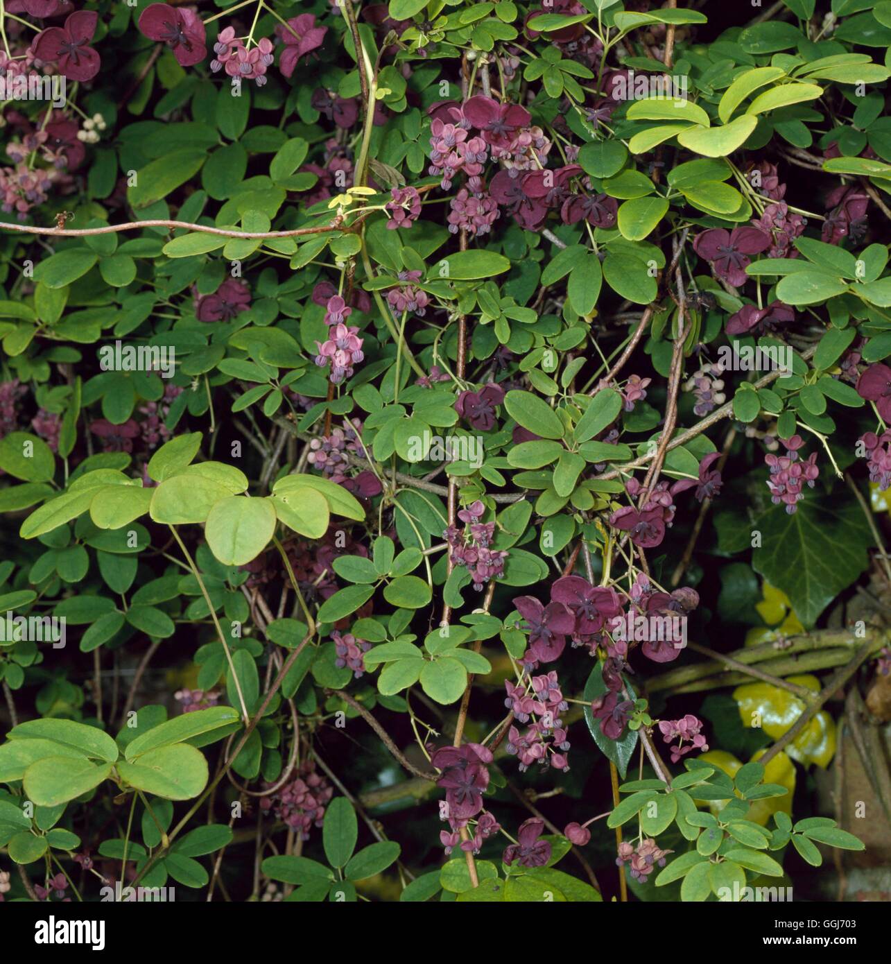 Akebia Quinata - mit seinen duftenden männlich & weiblich Blumen CLS076791 /Photosh Stockfoto