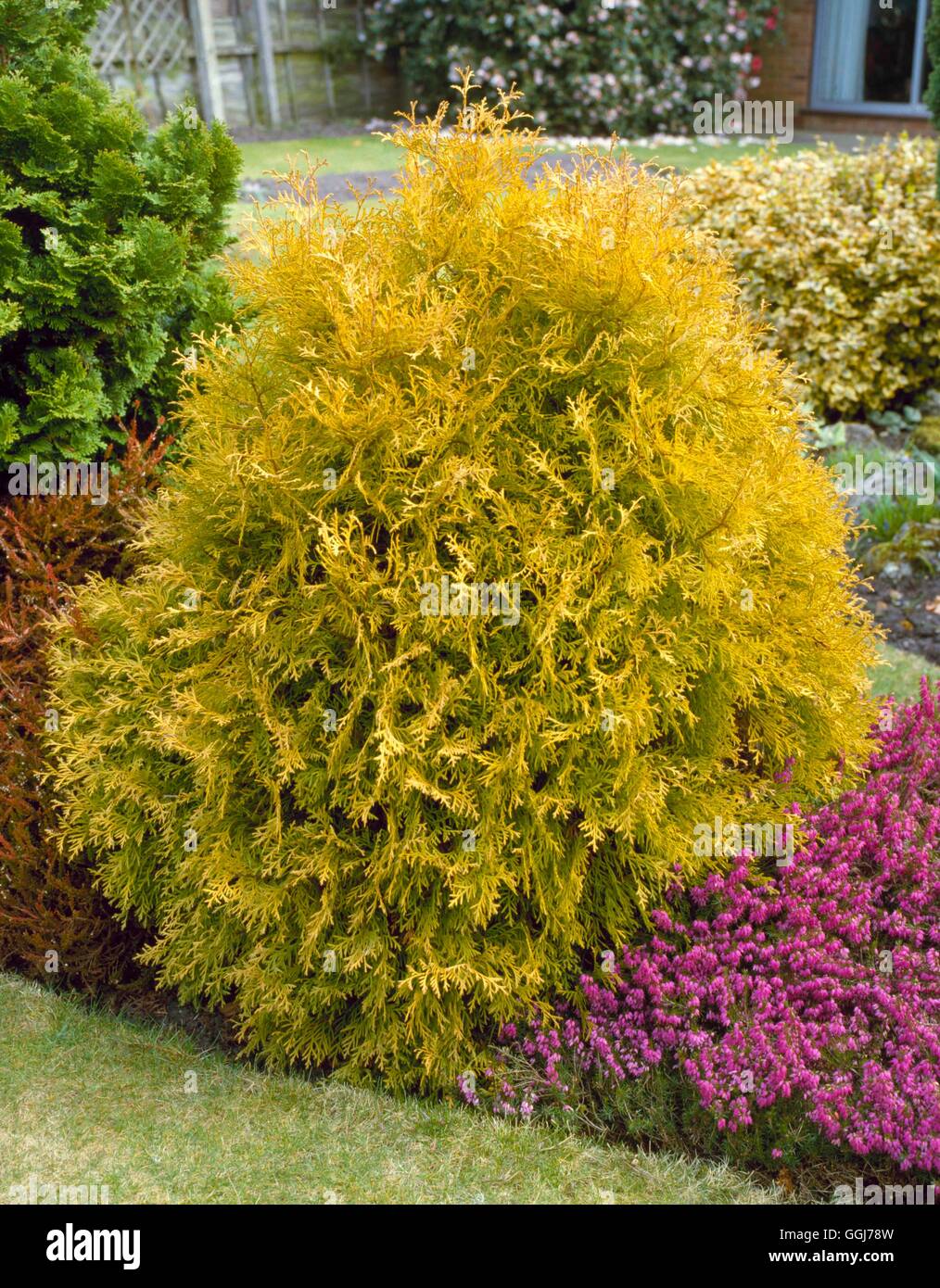 Thuja Occidentalis - "Rheingold" AGM CON049561 Stockfoto