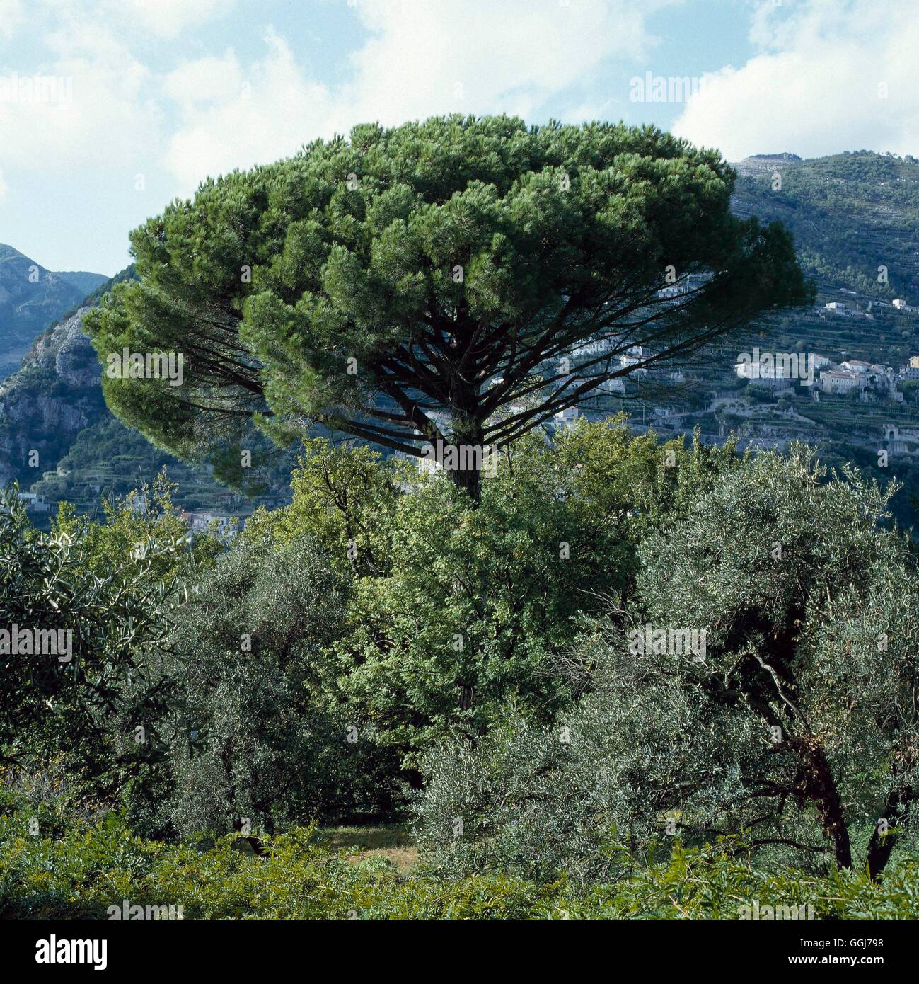 Pinus Pinea AGM-Zirbenholz '' Regenschirm Kiefer ''' CON054922 /Photosho' Stockfoto