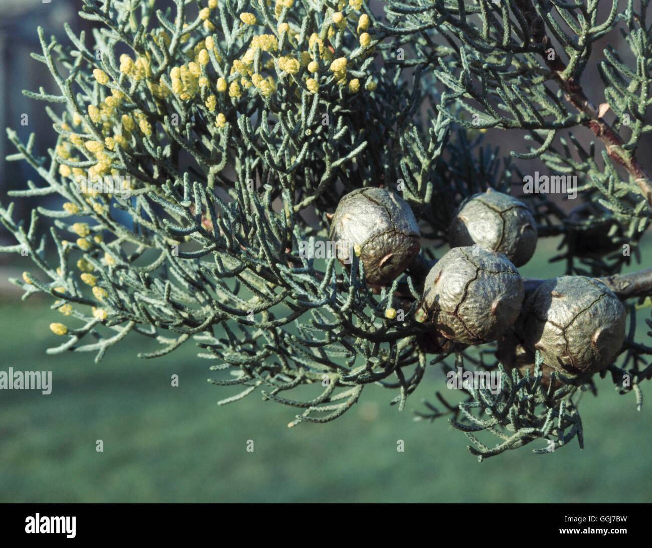 Kegel - von Cupressus Arizonica 'Pyramidalis' AGM CON065609 Stockfoto
