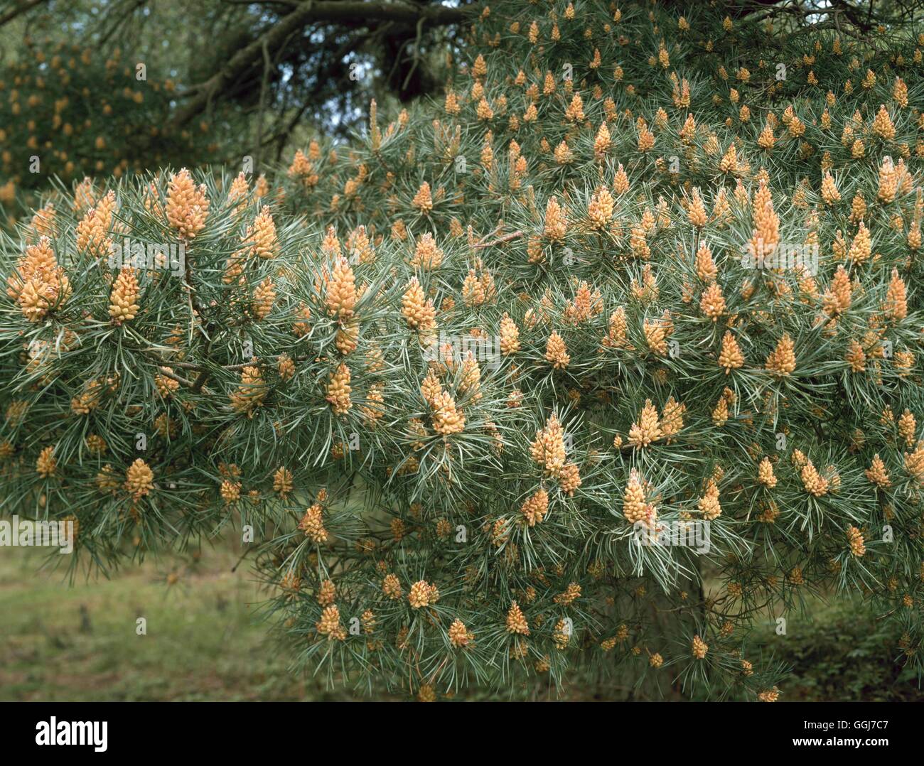 Strobili - von Pinus Sylvestris CON082614 Stockfoto