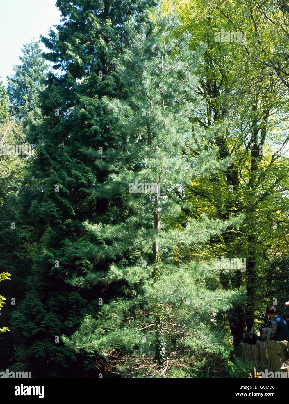 Pinus Strobus - Weymouth-Kiefer-CON103816 Stockfoto Pinus Strobus - Weymouth-Kiefer-CON103816 Stockfoto