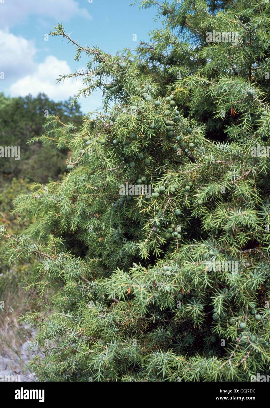 Juniperus Communis-- gemeinsame Wacholder-CON111654 Stockfoto