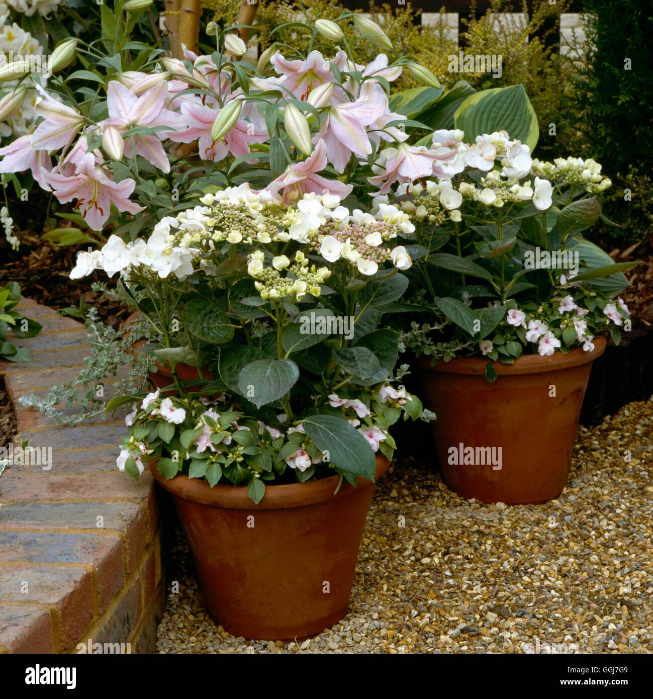 Container - Hortensie - underplanted mit Impatiens mit Lilien im Hintergrund CTR008248 Foto Stockfoto