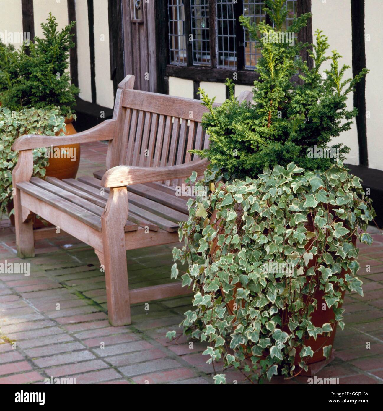 Container - Nadelbaum - underplanted mit Hedera CTR021531 Stockfoto