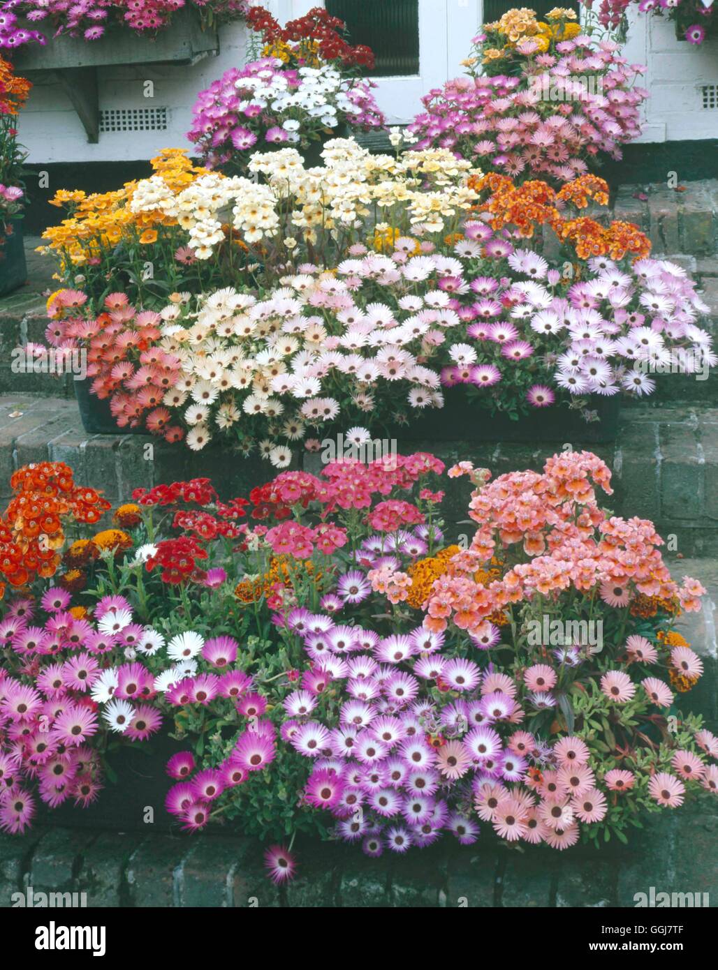 Container - Annual - bepflanzt mit Mesembryanthemums Nenesia und französische Ringelblumen CTR075565 P Stockfoto