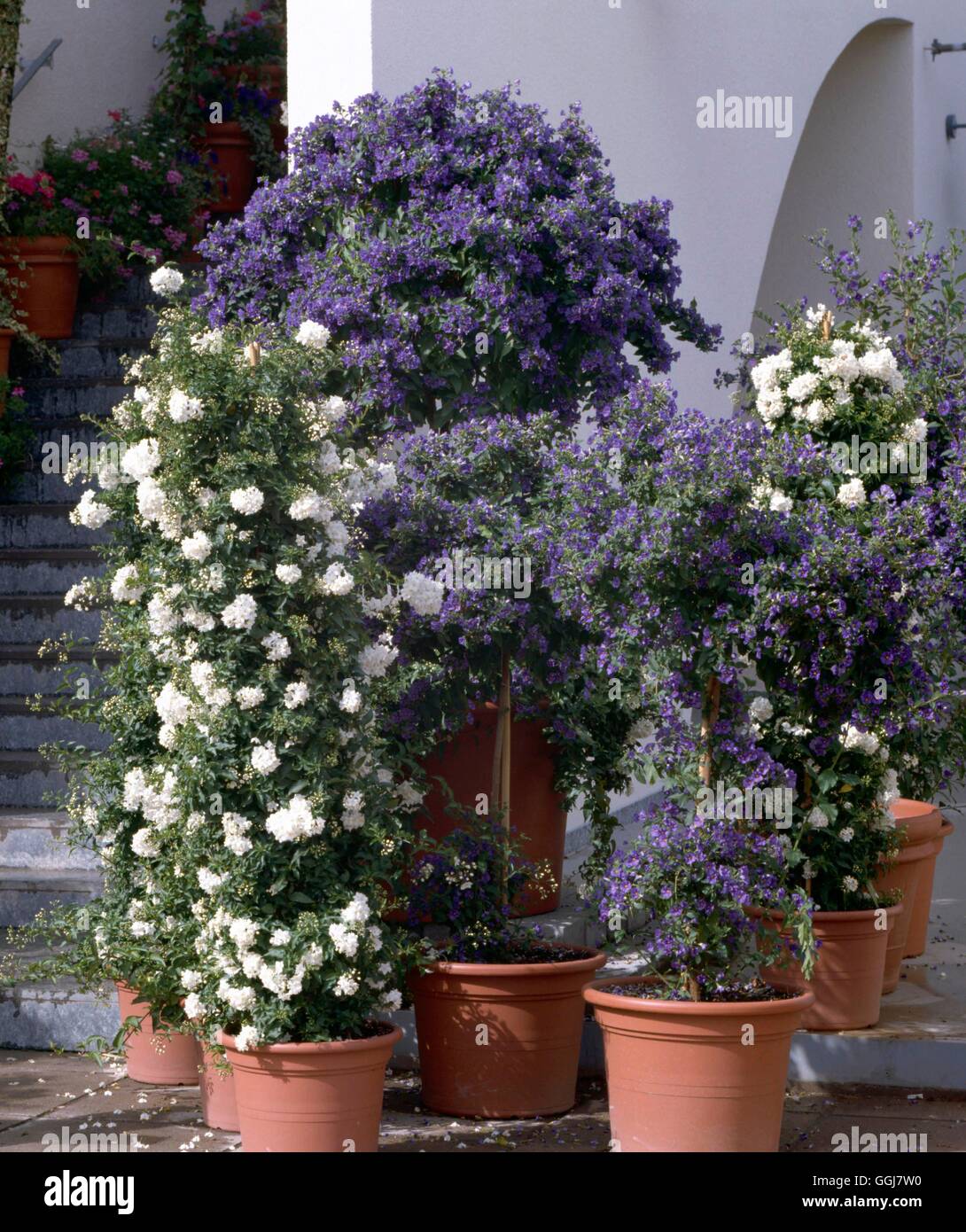 Container - Sträucher - bepflanzten Lycianthes Rantonnetii "Nachtschatten" und Solanum Jasminoides "Album". (Winter Prot benötigen Stockfoto