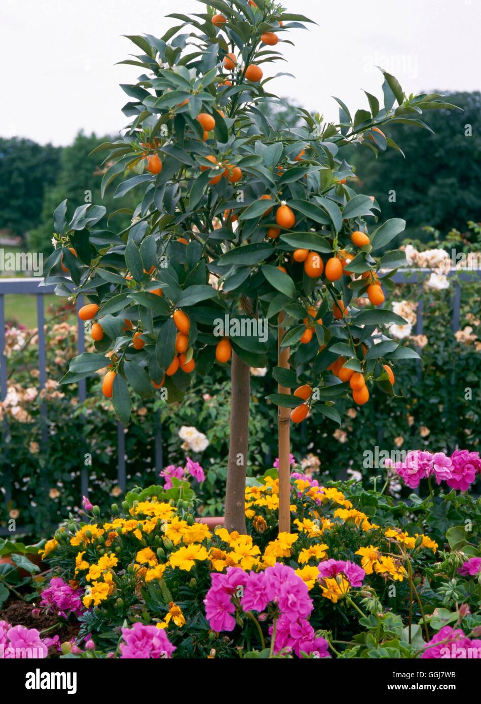 Container - Obst - bepflanzt mit Kumquat-- (Fortunella Margarita) CTR083669 Fotos Horticultu Stockfoto