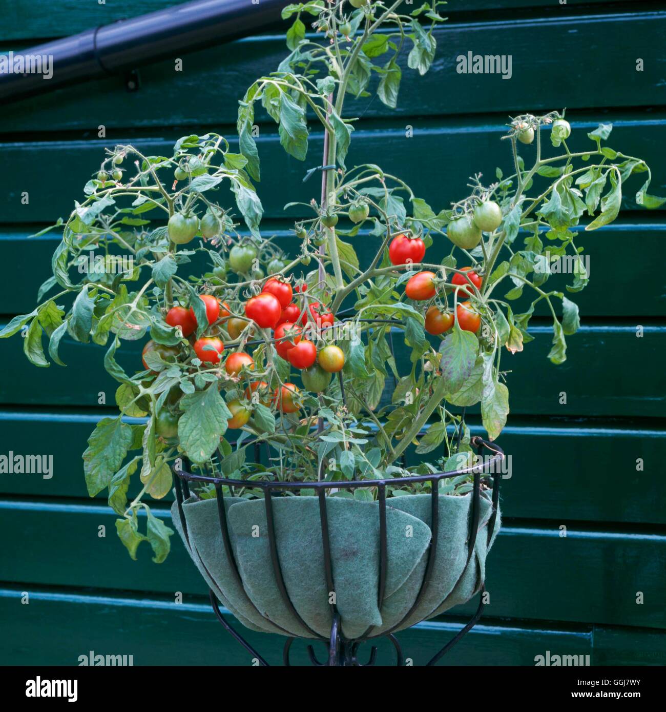 Container - Gemüse - Tomaten "Pendulina" in einer Korb CTR084348 /Photosh Stockfoto
