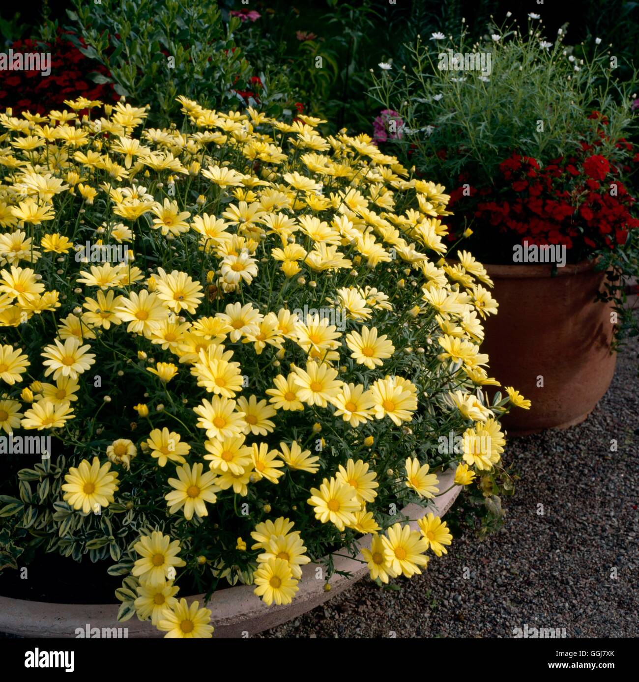 Container - Staude - Argyranthemum Callichrysum "Prado" CTR088136 /Phot Stockfoto
