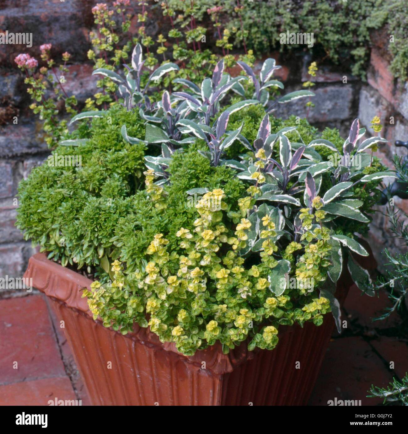 Container - Kräuter - bepflanzt mit bunten Salbei griechische Basilikum und goldenen Majoran CTR090501 Ph Stockfoto