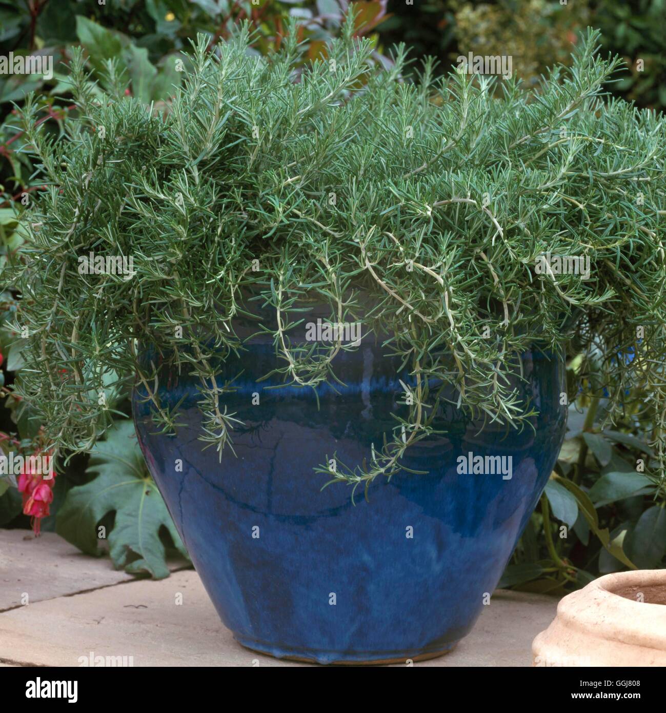 Container - Kräuter - bepflanzt mit Prostata Rosemary CTR099407 Stockfoto