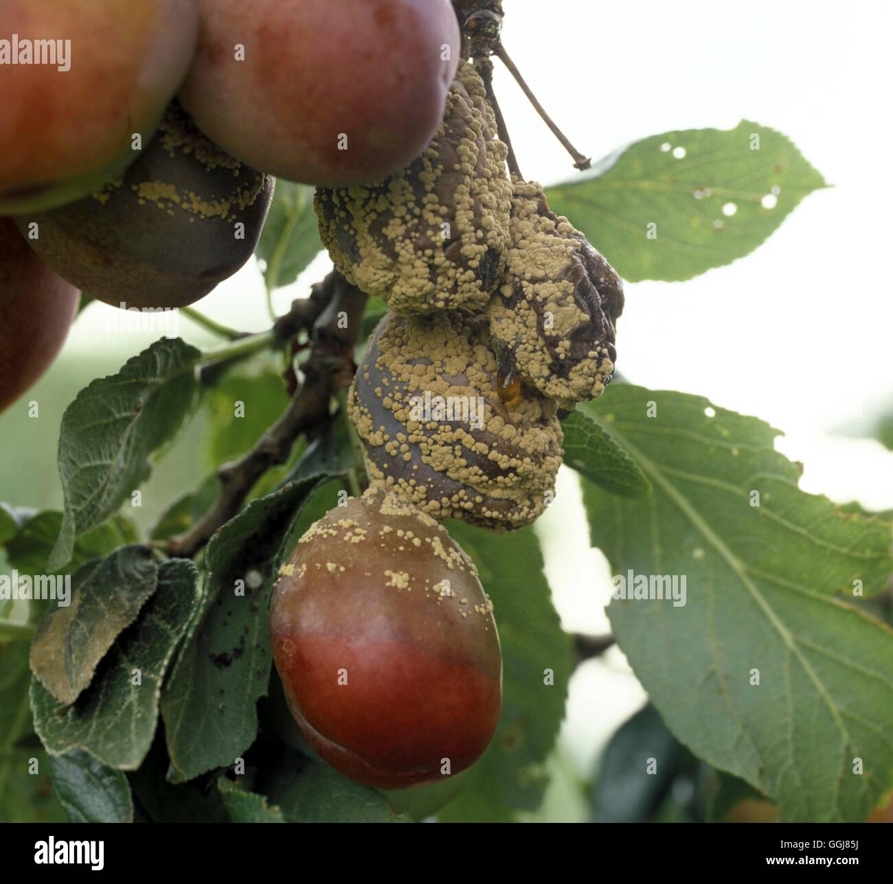 Braunfäule auf Pflaume Datum: 06.09.2008 DIS006340 Stockfoto