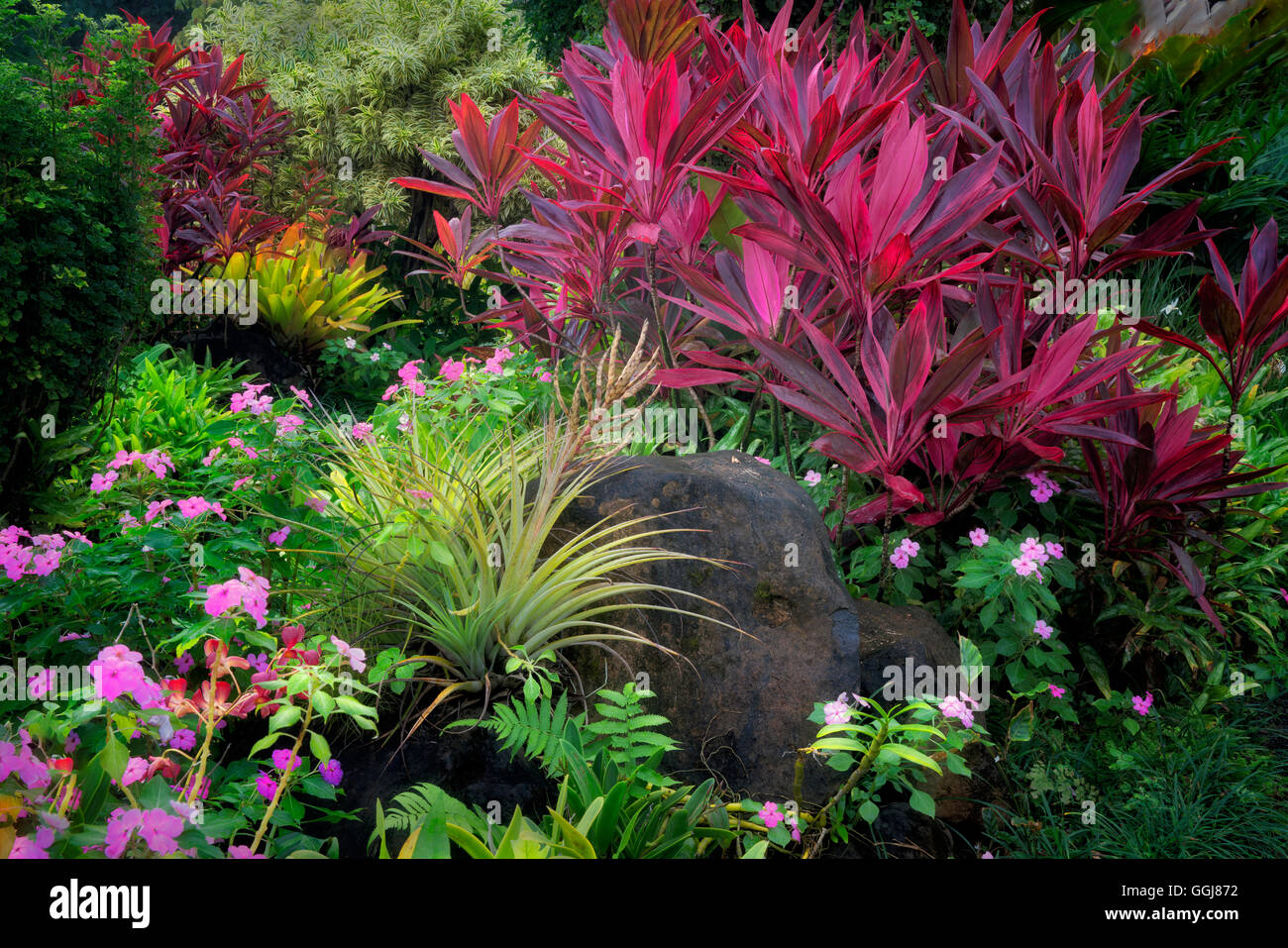 Rot-Ti-Pflanze (Cordyline Fruticosa) und rosa Impatiens Blumen mit Bromelliad in Na Aina Kai botanischen Gärten, Kauai, Hawaii Stockfoto