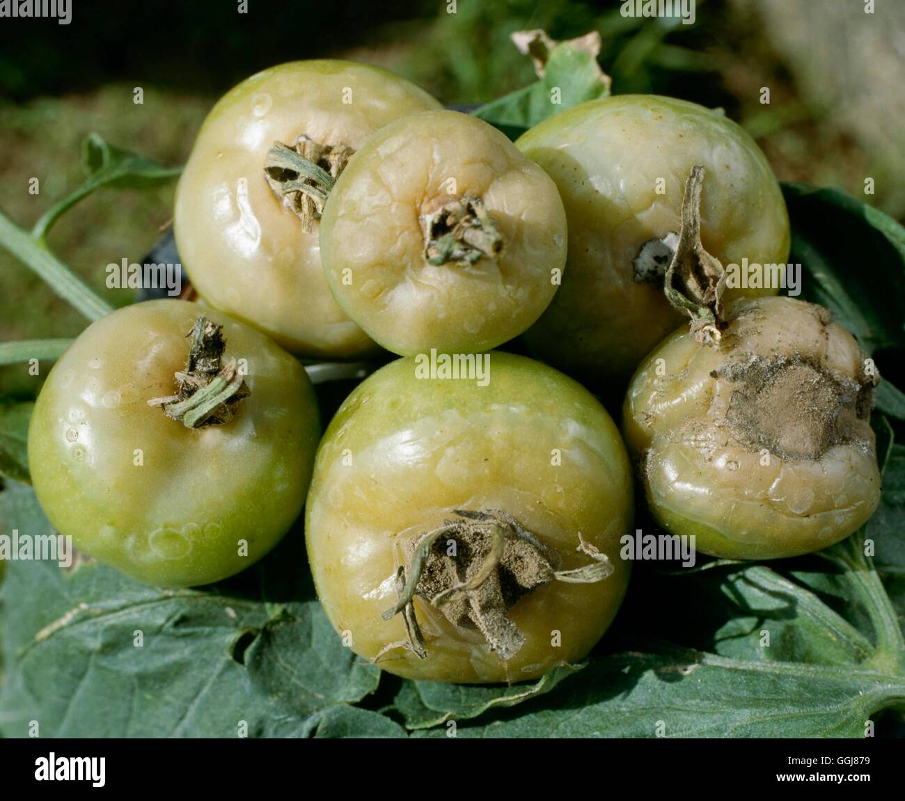 Schimmel - Tomate Ghost Spot entwickelt in grau Schimmel Rot DIS051584 /Ph Stockfoto