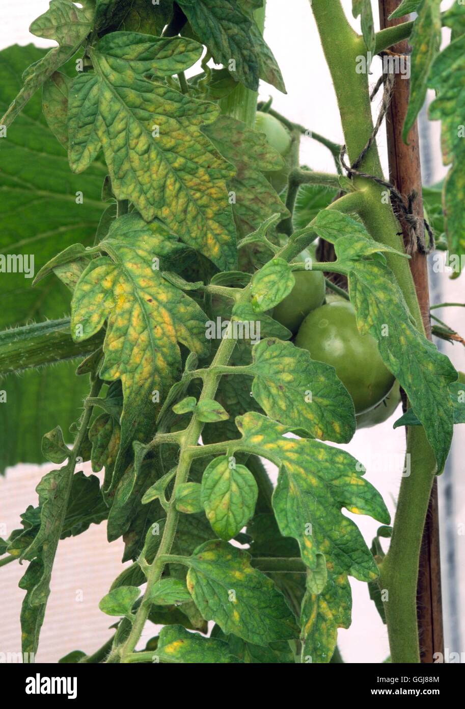 Mineralstoffmangel - Tomate mit Magnesium-Mangel DIS078333 /Photoshot Stockfoto