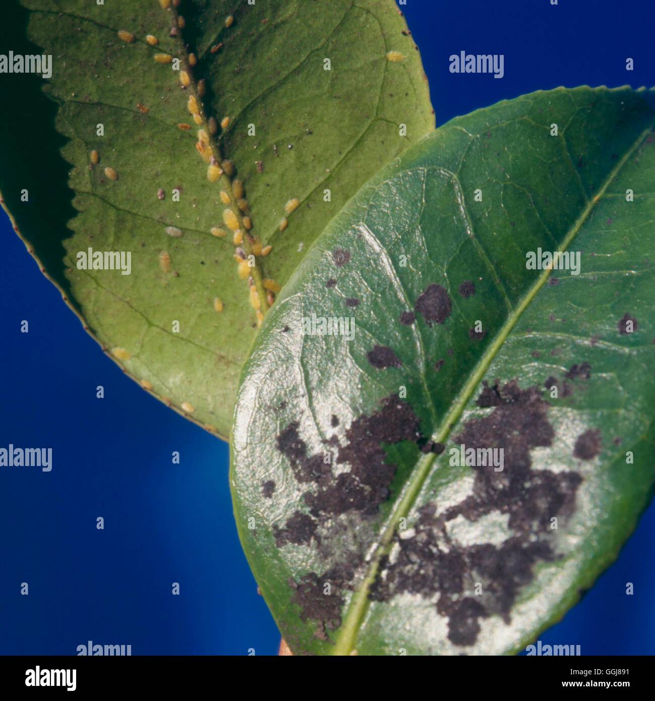 calathea tiffany Calathea Makoyana – Peacock Plant main image 1