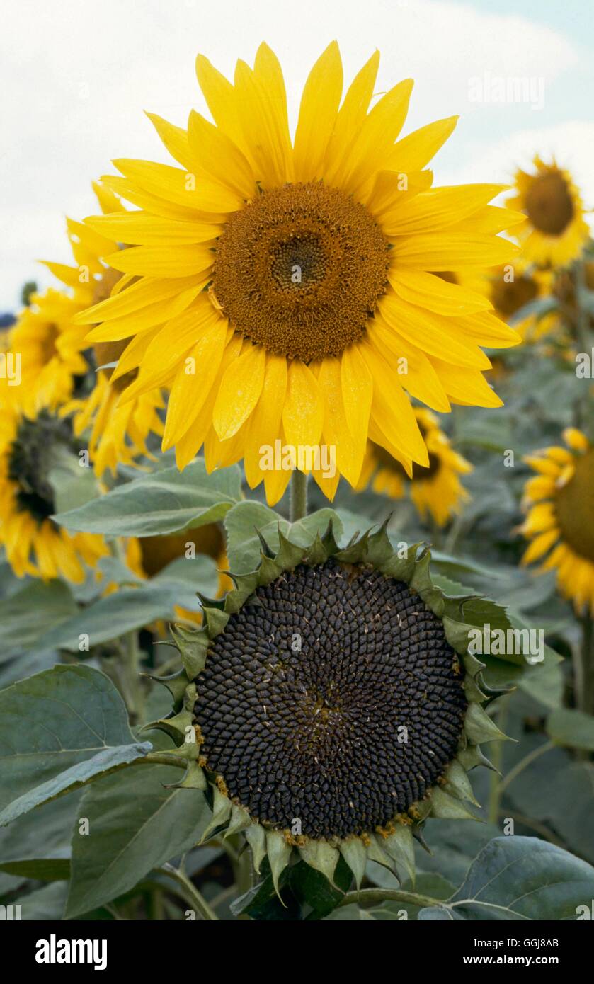 Getrocknete Pflanzen - Sonnenblumen - zeigen vollen Blüte und Trocknung Saatgut Kopf DRI019548 Fotos Horticult Stockfoto