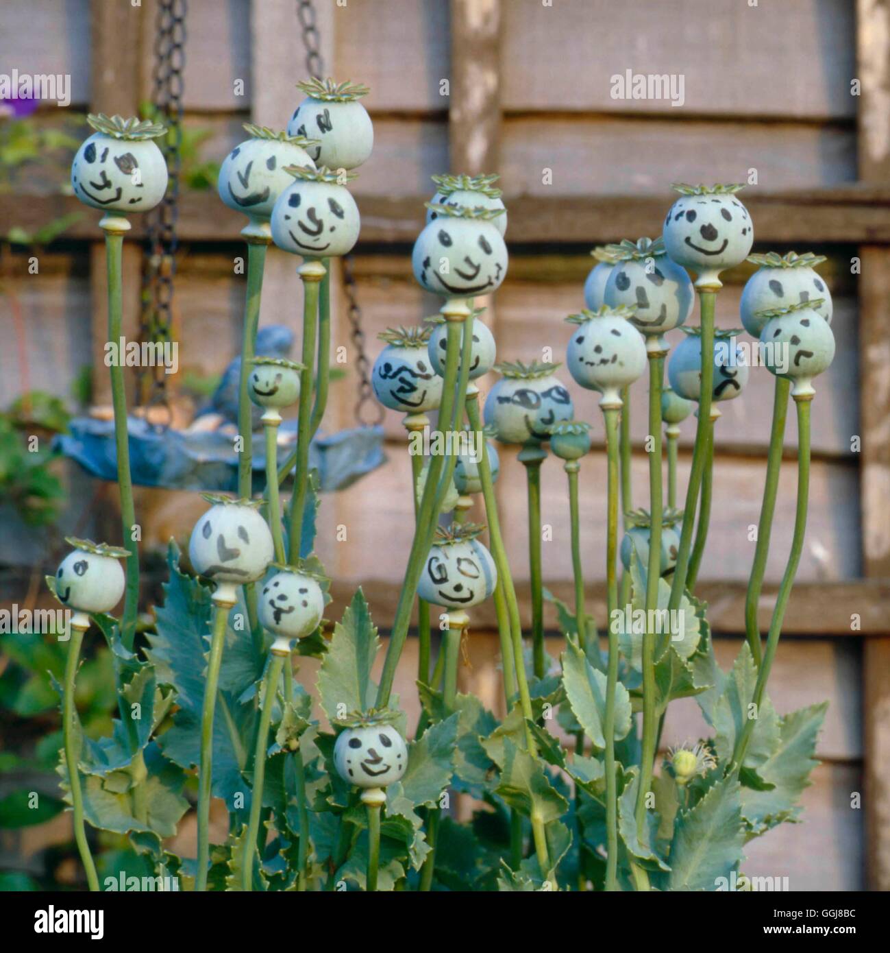 Getrocknete Pflanzen - Mohn Köpfe trocken Ursache Quelle von Ammusement DRI056991 Fotos Hortic überlassen Stockfoto