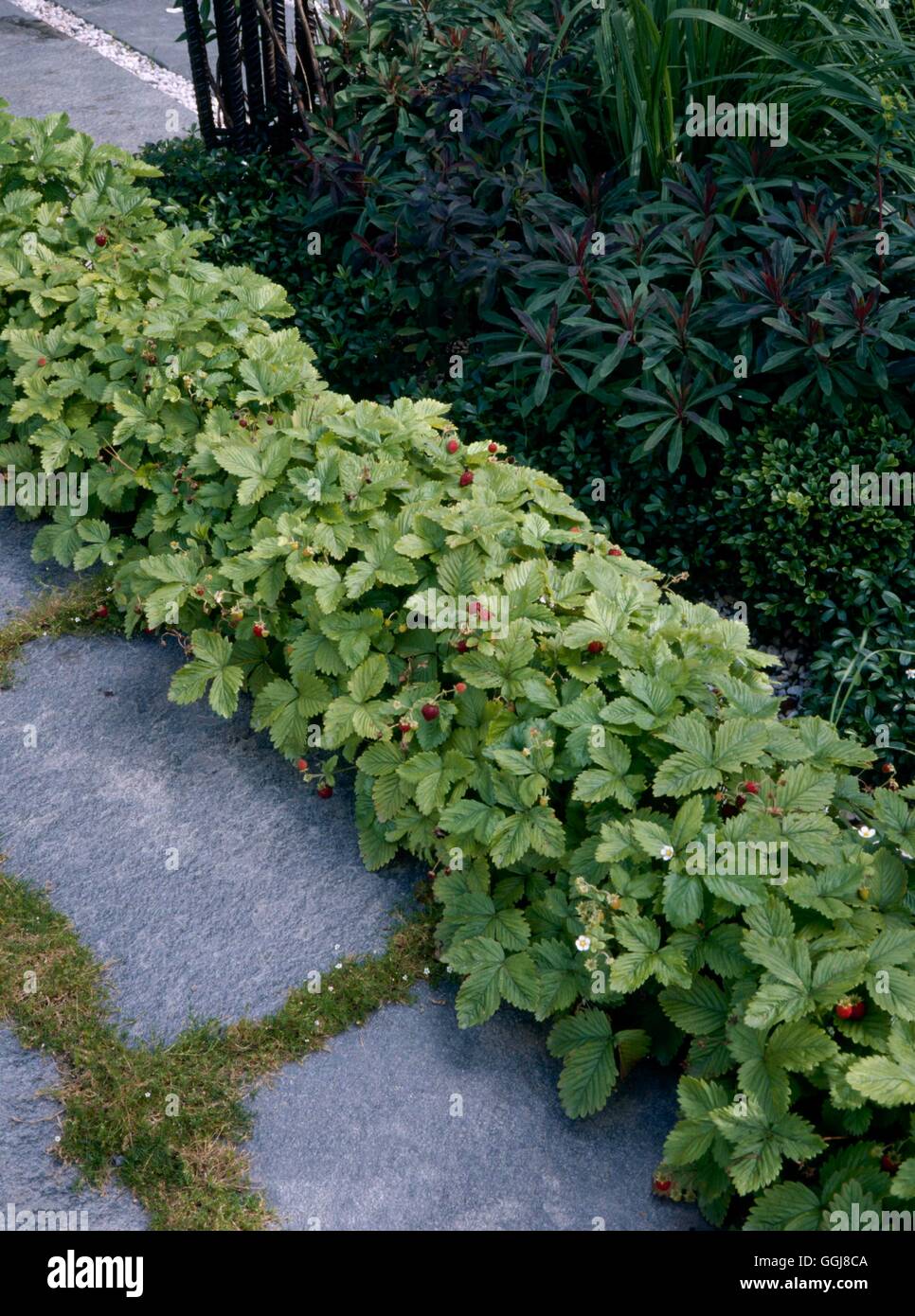 Einfassung Pflanzen - der Alpine Erdbeeren EDG105457 Stockfoto