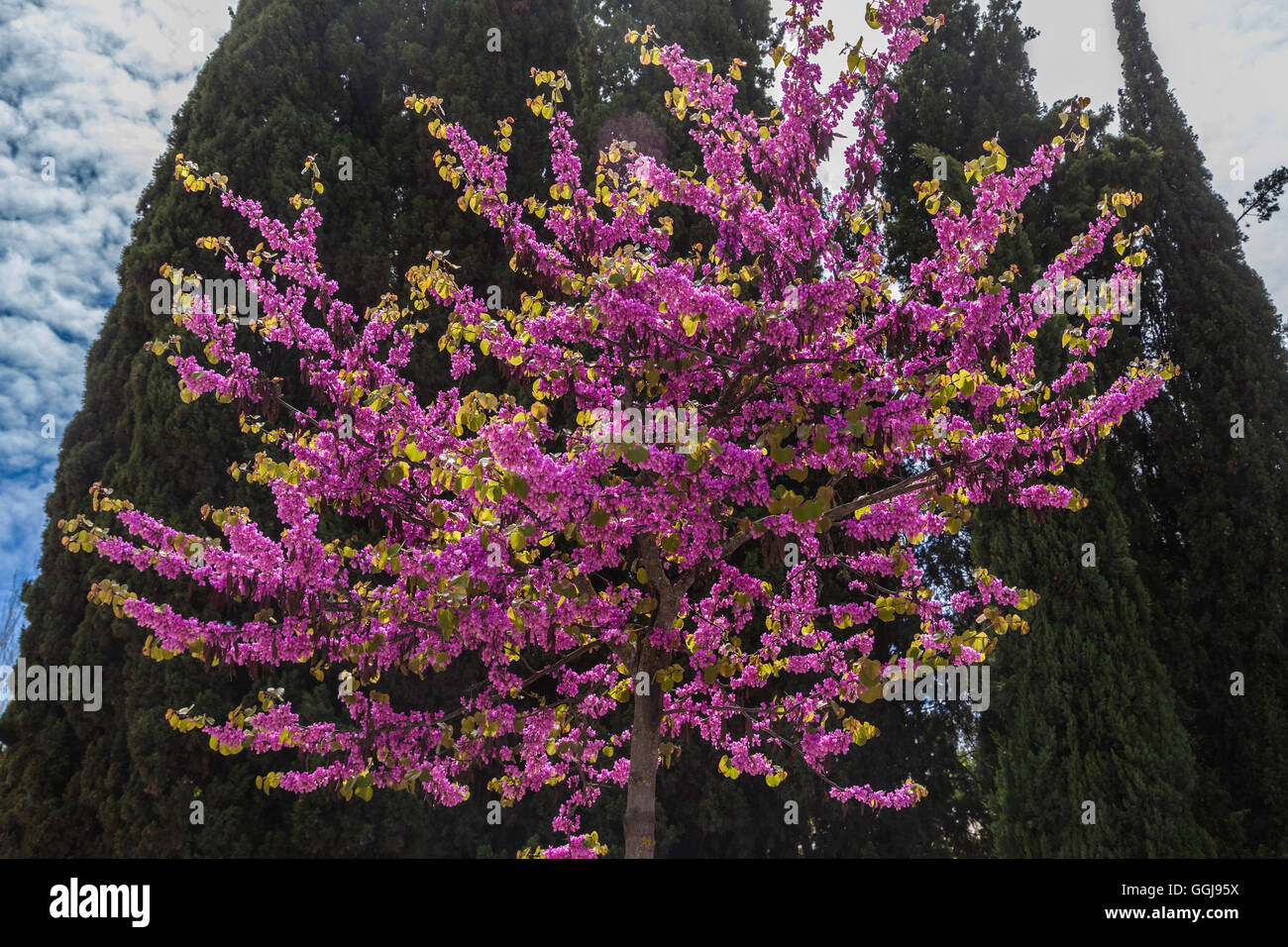 Ein Judas Kiss Baum in voller Blüte, Spanien Stockfoto