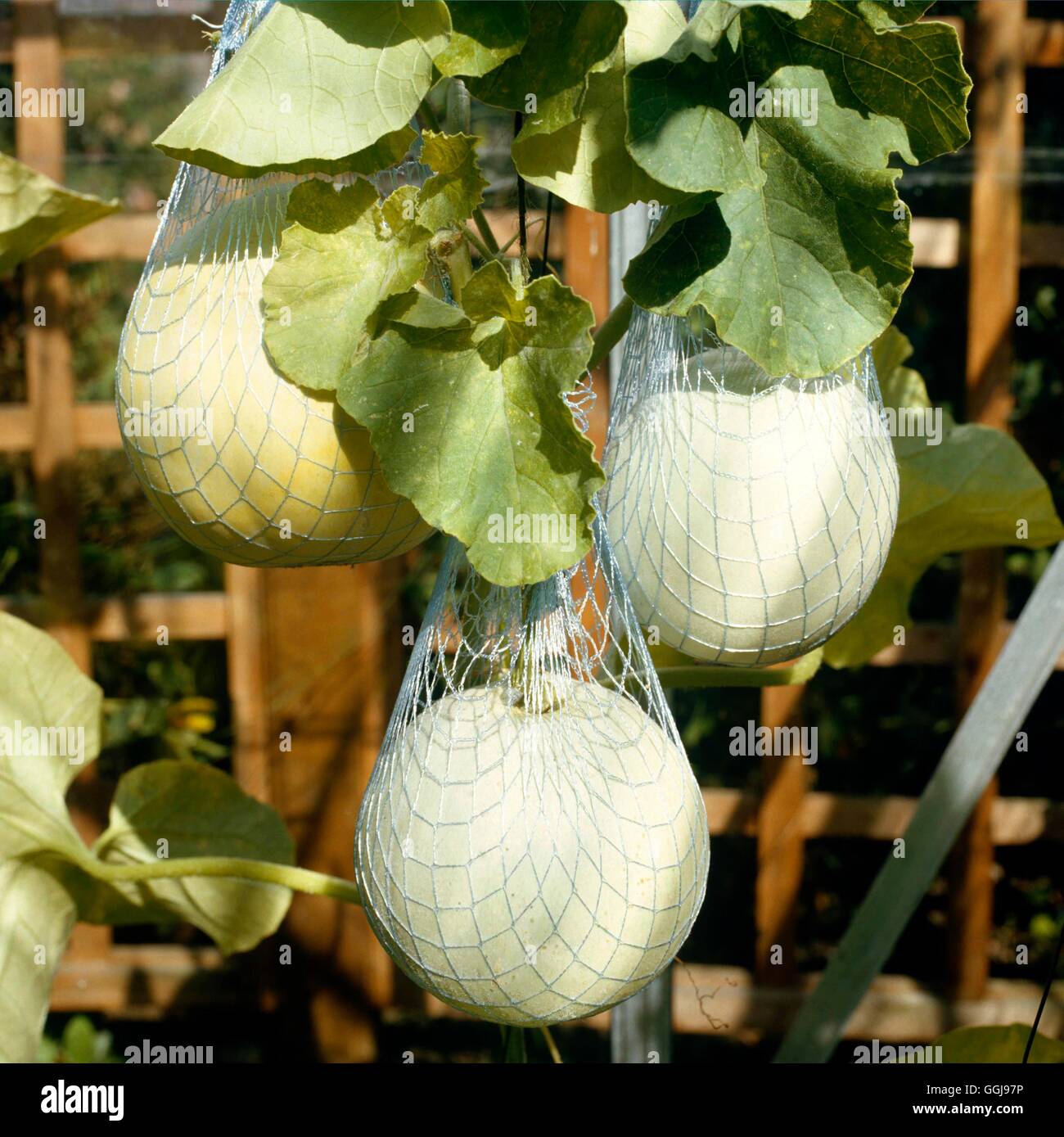 Melone - unterstützt "Sweetheart" im Netz FRU016101 Stockfoto