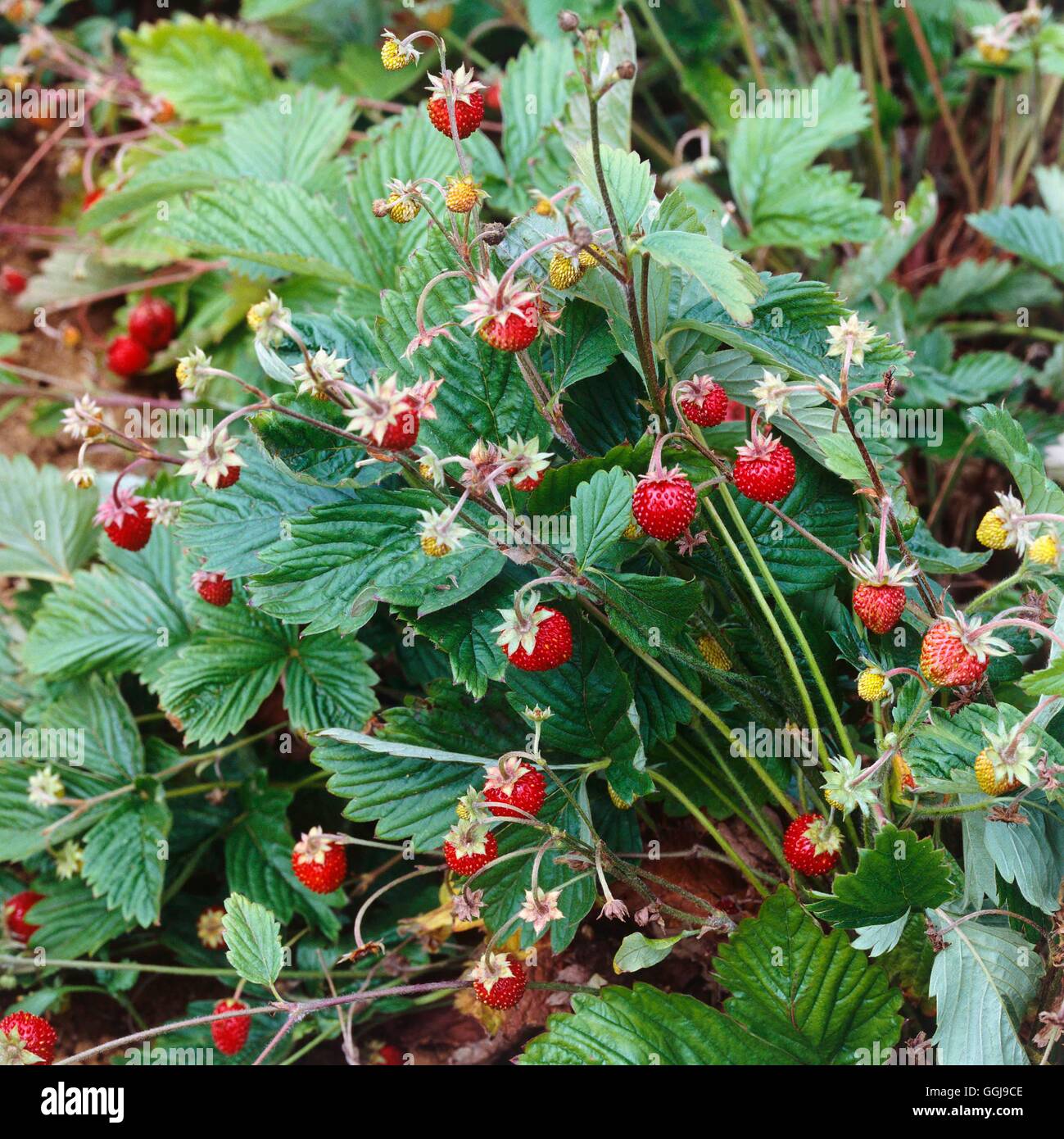 Erdbeere - FRU038623 "Freude" (Alpin) Stockfoto