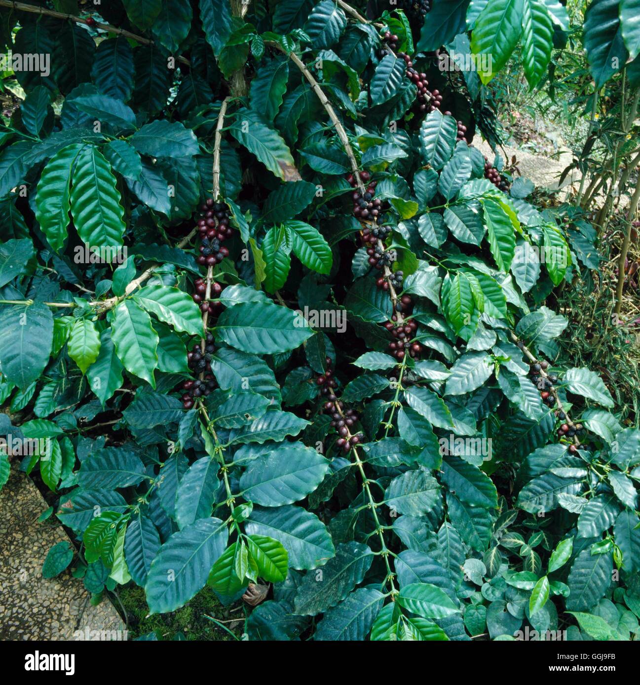 Kaffee - (Coffea Arabica) FRU047797 Stockfoto