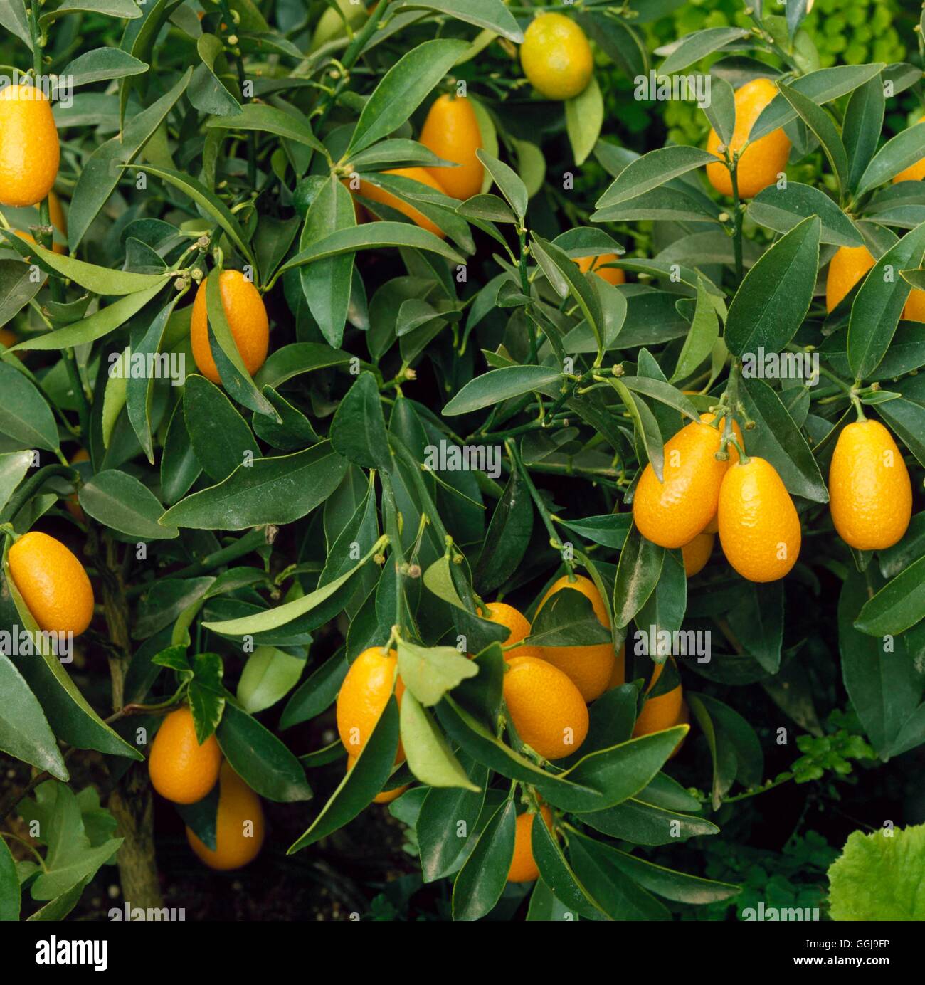 Kumquat - Oval oder Nagami Kumquat (Fortunella Margarita) - FRU048027 zum Stockfoto