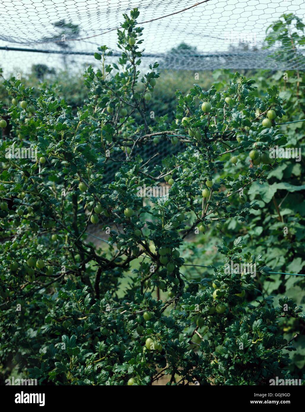 Stachelbeere - wächst in einem Obst-Käfig zum Schutz gegen Vögel FRU048245 Fotos Horticultur Stockfoto