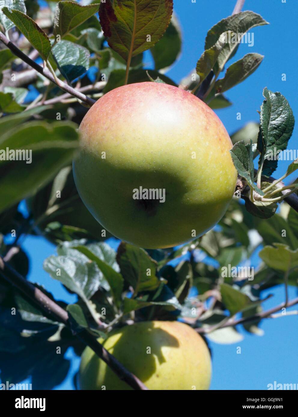 Apple - 'Edward VII' AGM (Herd) FRU071762 Stockfoto