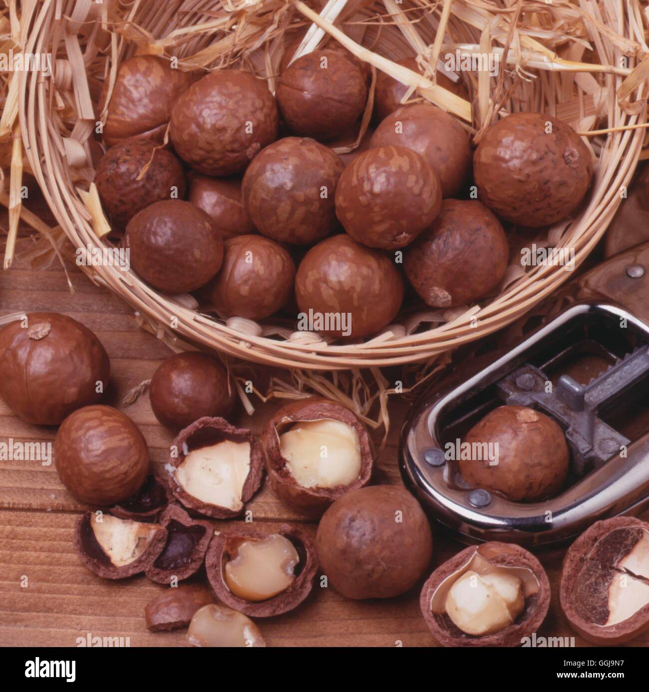 Muttern - Macadamia oder Queensland Muttern (Macadamia Ternifolia) FRU073203 /Phot Stockfoto