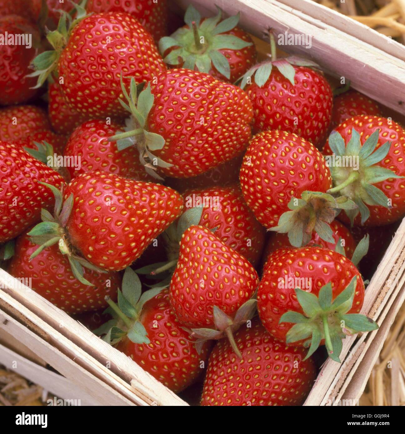 Erdbeere - "Sinfonie" FRU084520 Stockfoto