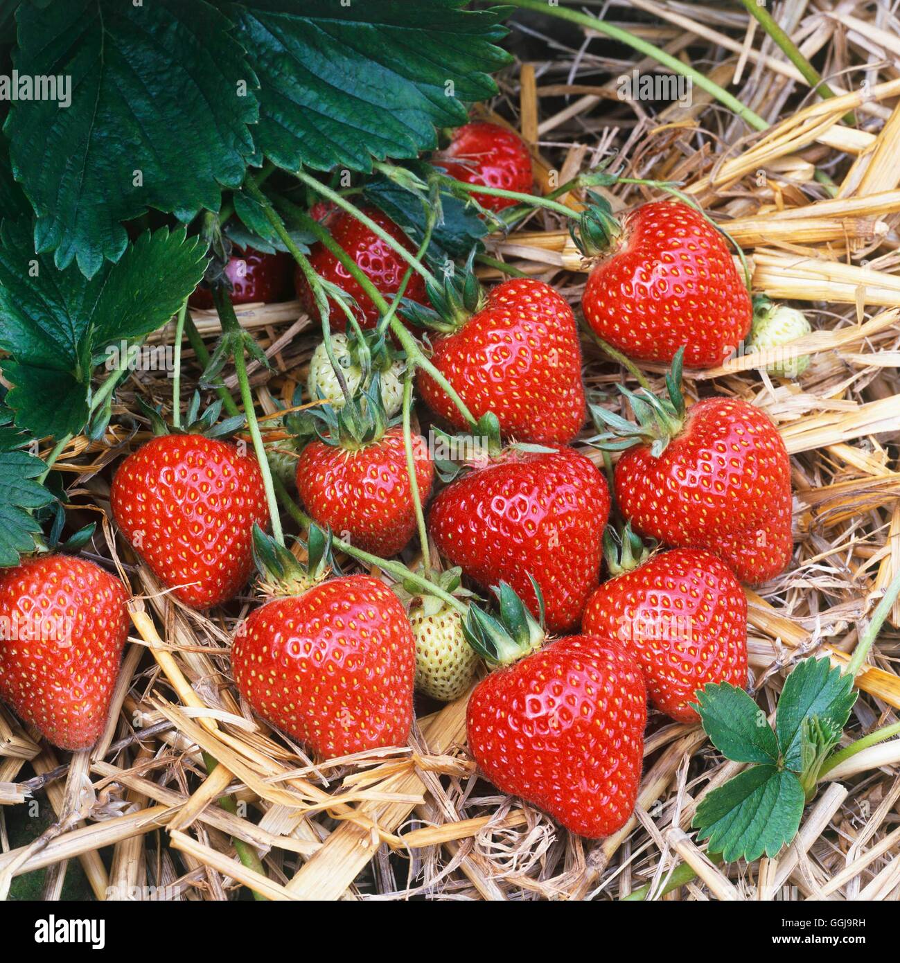 Erdbeere - FRU084871 "Florenz" (Spätsommer Sorte) Stockfoto