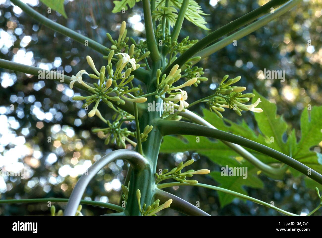 Papaya - (Carica Papaya "Solo" in der Blume) FRU100242 Stockfoto