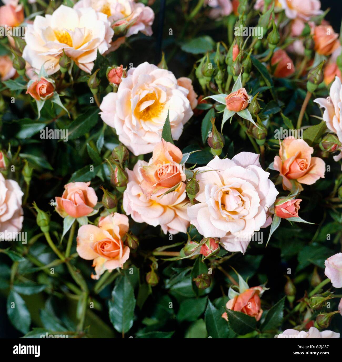 Bodendecker-Rose - Rosa "Sussex" GCR038172 Stockfoto