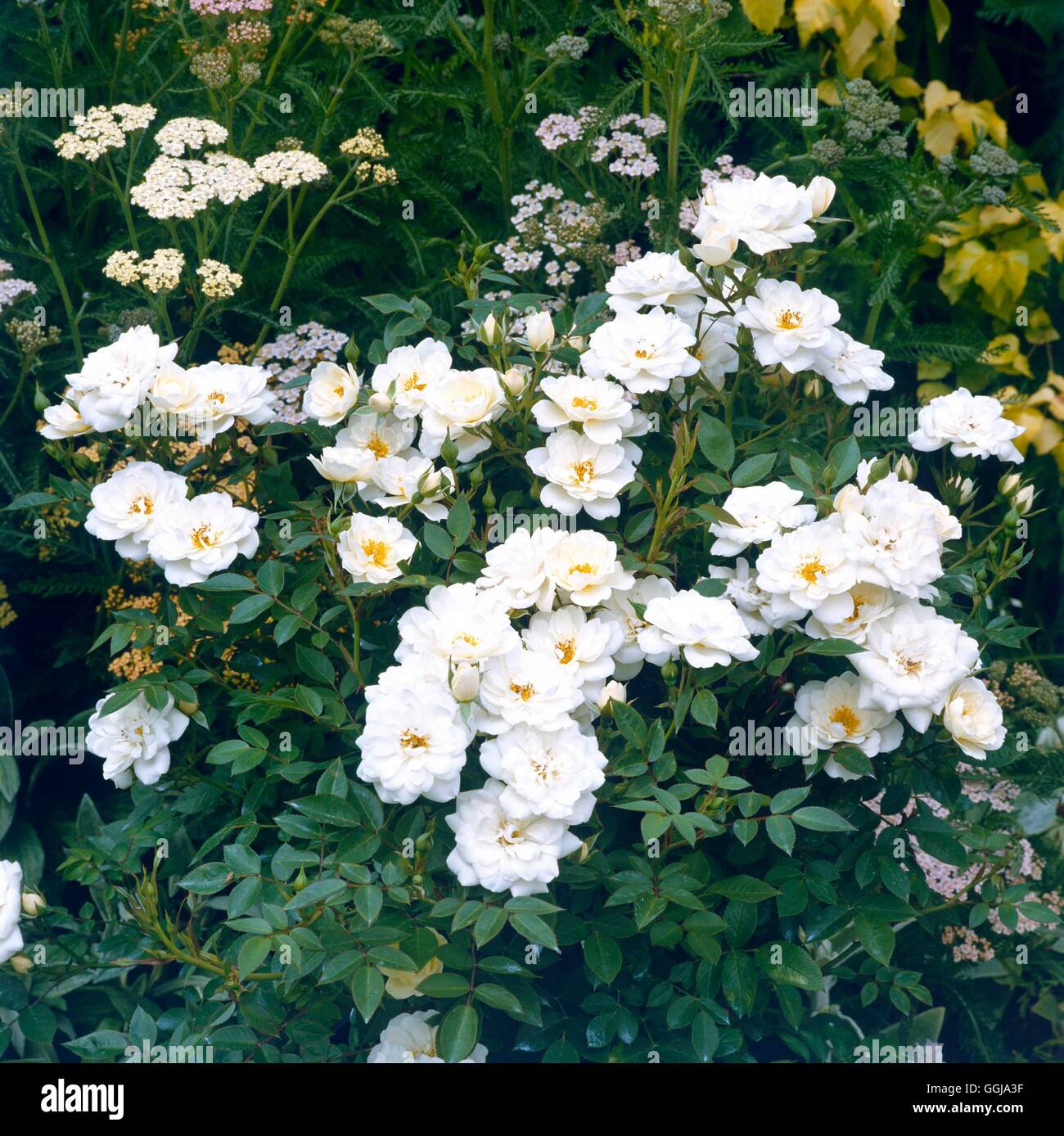 Bodendecker Rosen - Rosa 'Kent' AGM GCR044229 Stockfoto