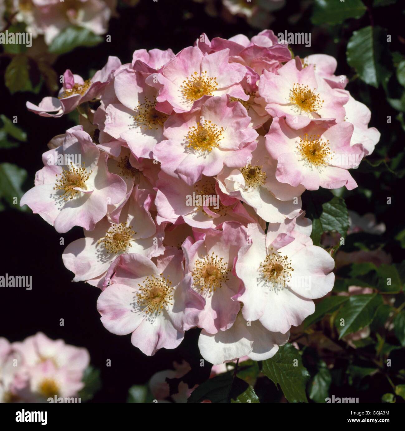 Bodendecker-Rose - Rosa "Rosige Kissen" AGM GCR063039 Stockfoto