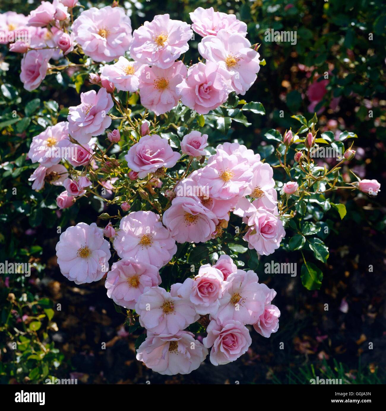 Bodendecker-Rose - Rosa "Oxfordshire" GCR072715 Stockfoto