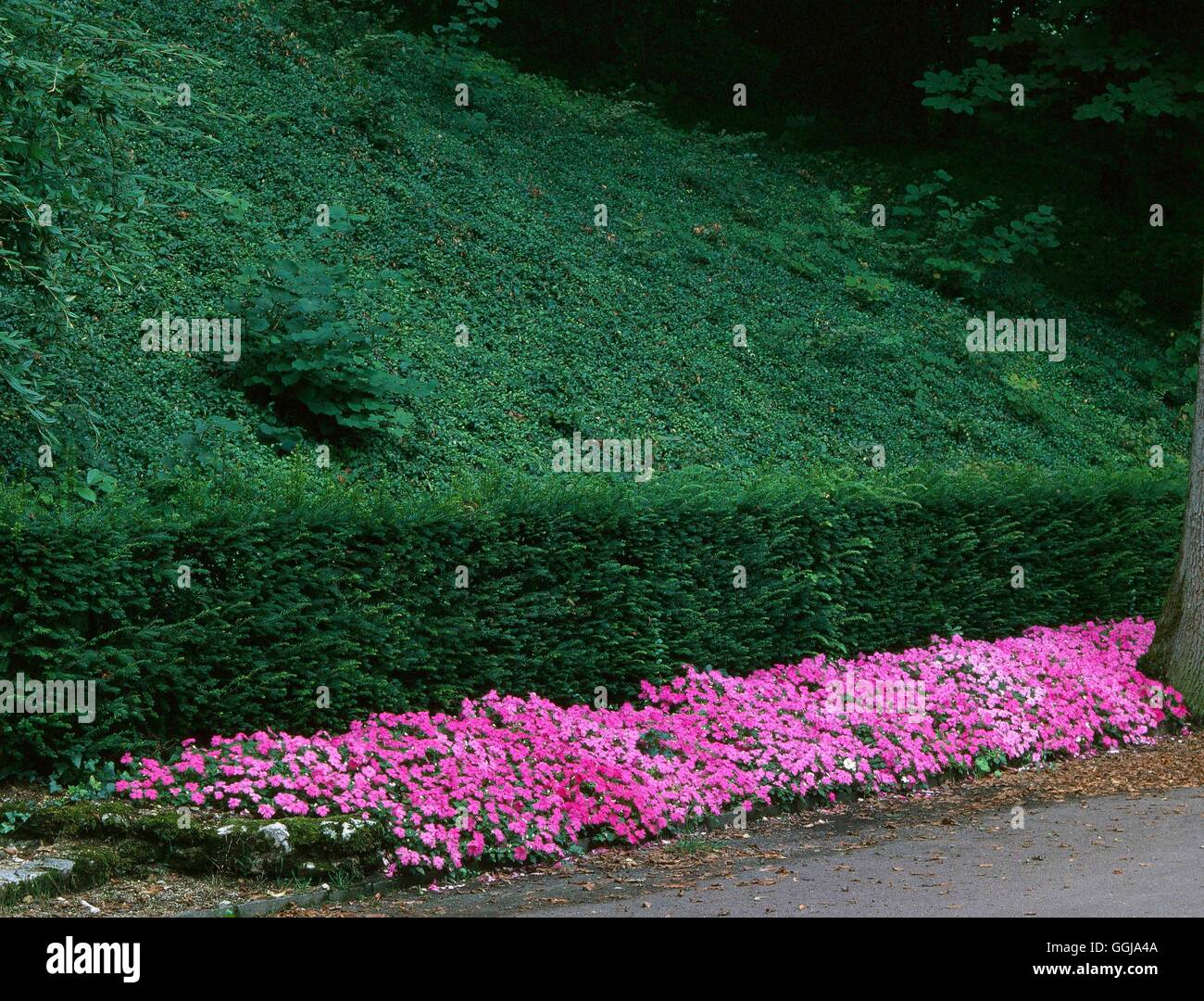 Boden-Decke - mit Hedera Helix (Efeu) am Ufer und ''' GDC025702 /Photosh' Stockfoto