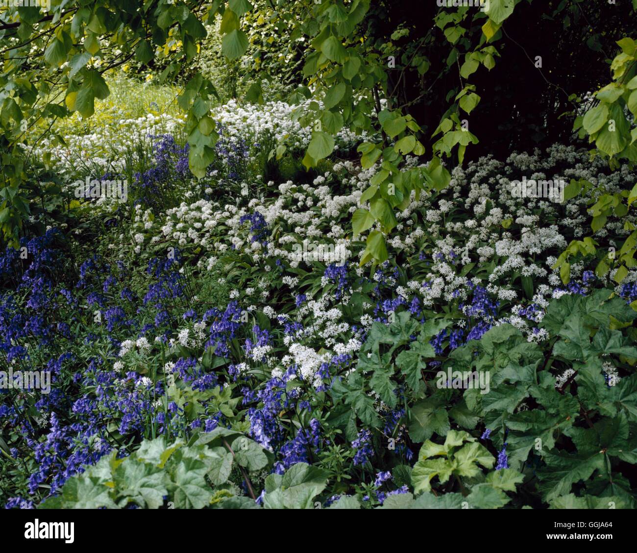 Boden-Decke - Hyacinthoides non-Scripta (Glockenblumen) und Allium Ursinum (Bärlauch) unter Tilia (Linde) GDC068 Stockfoto