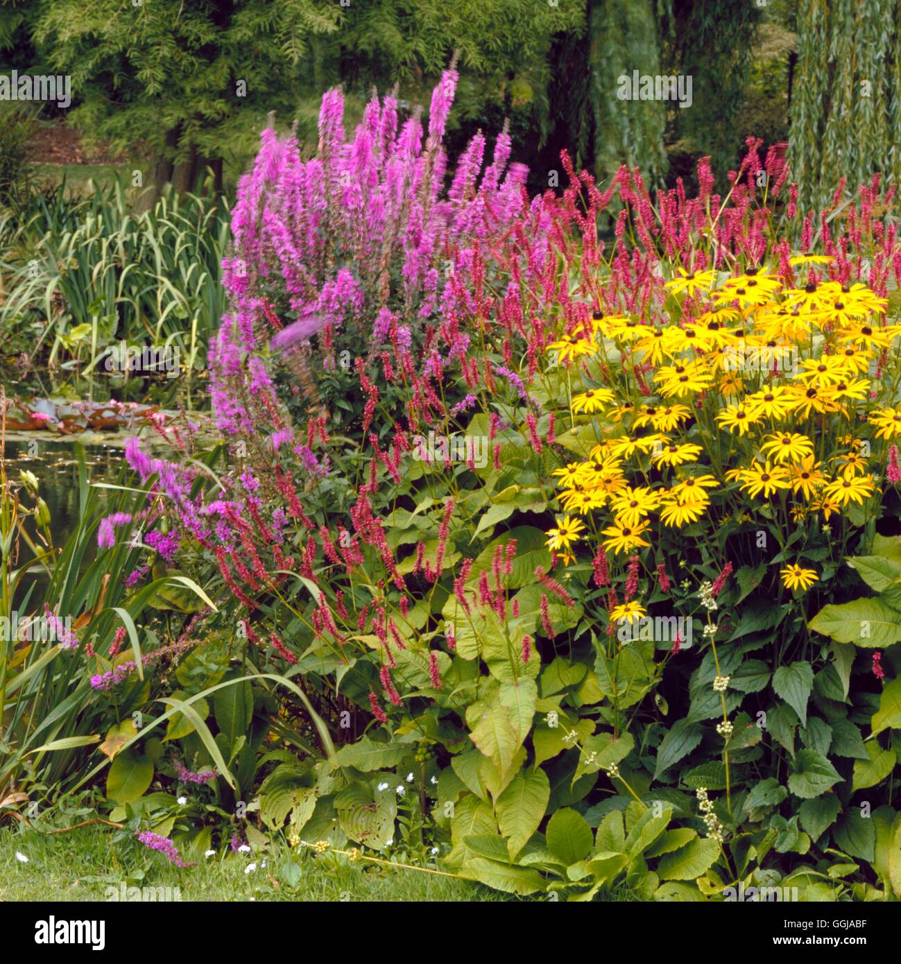 Beth Chatto Gardens - GDN080034 (August) Stockfoto