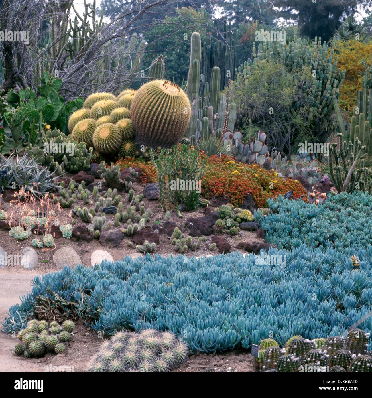 Huntington Botanischer Garten - San Morino Kalifornien USA. - - (bitte Kredit) GDN106870 Fotos H Stockfoto