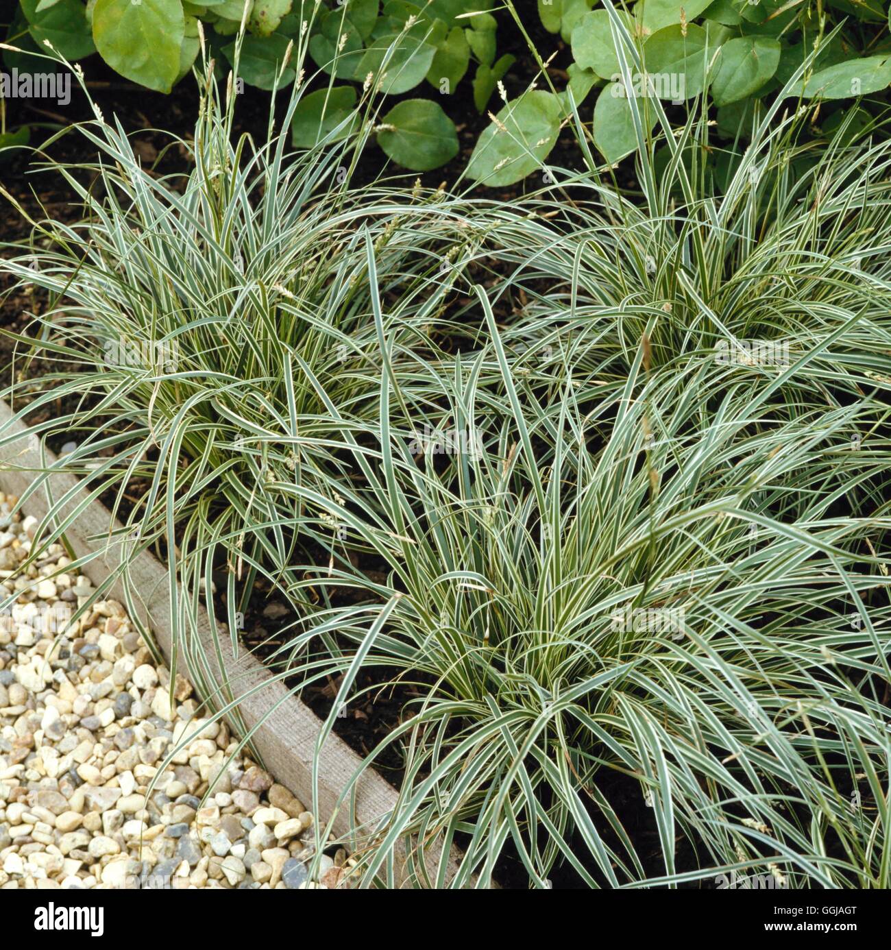 Carex Conica - 'Snowline' - (Syn c.c. 'Hime-Kan-Suge') GRA022654 /Photosho Stockfoto