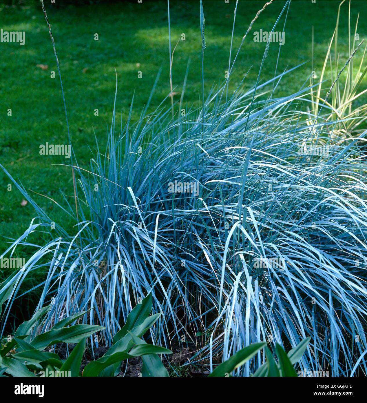 Elymus magellanicus Stockfotos und bilder Kaufen Alamy