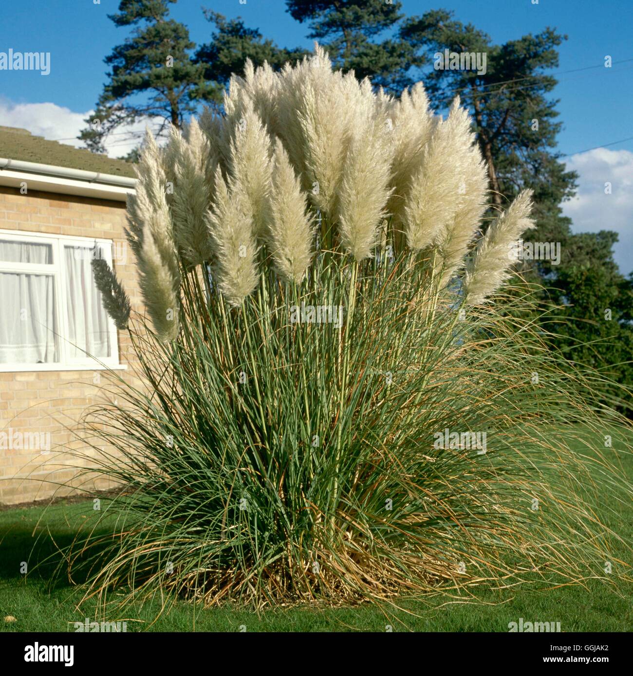 Cortaderia Selloana GRA052850 Stockfoto