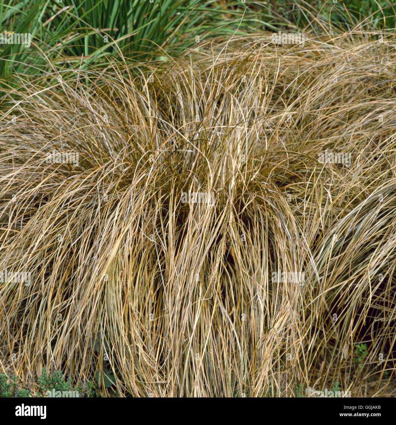 Carex comans - bronze-GRA057097 Stockfoto