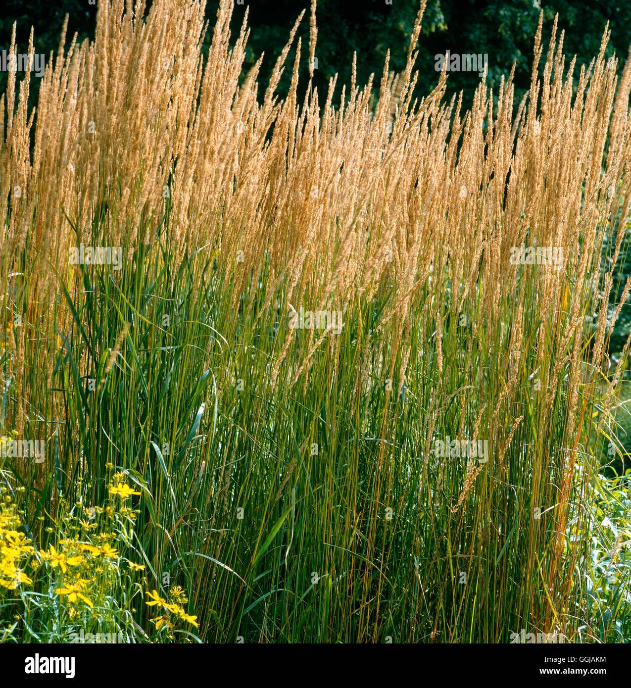 Calamagrostis X acutiflora-'Karl Foerster' GRA057738 Stockfoto